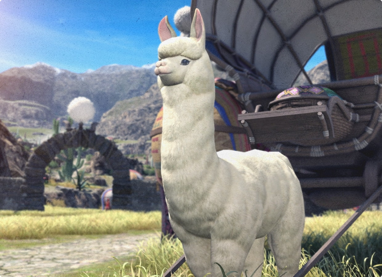 Photo of Alpacas!